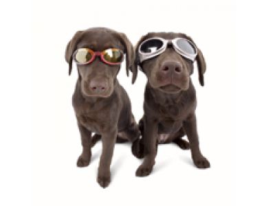 Doggles - twój pies jako fashion victim.