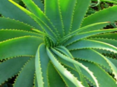 Aloes- lek na długowieczność