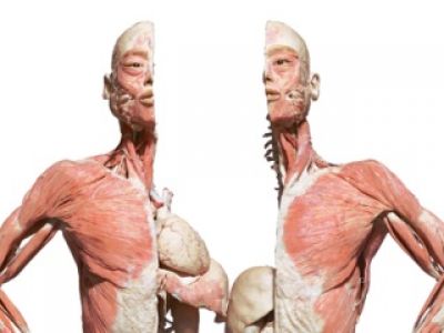 “Bodies… The Exhibition” już w Warszawie