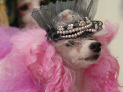 Roberto Cavalli- Pet Fashion Week