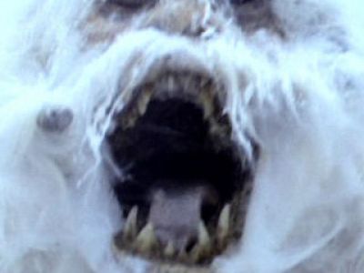 Yeti