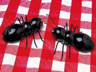 Piknik z insektam