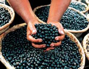 Owoce Acai