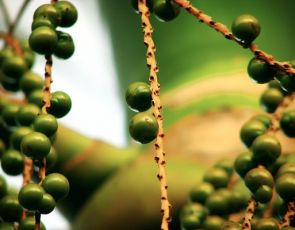 ACAI