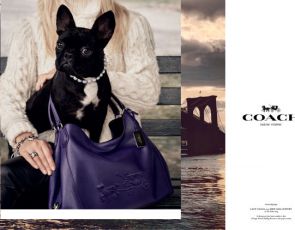 Trendy kampanie: francuski buldog