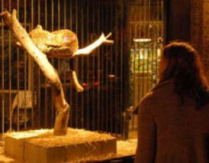 Banksy otwiera sklep zoologiczny - (VIDEO)