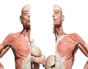 “Bodies… The Exhibition” już w Warszawie