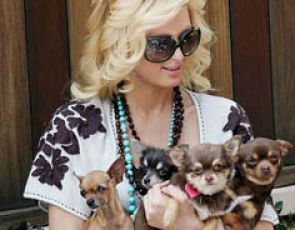 Paris Hilton przedstawicielką więziennej śmietanki towarzyskiej